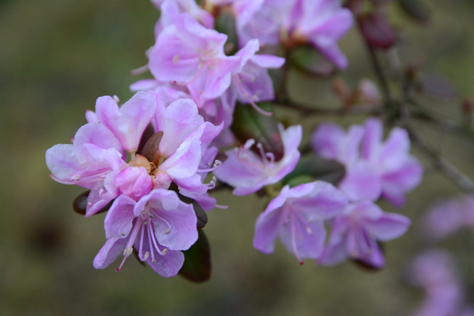 Ledebūra rododendrs Jūrmalas parkā jau ziedos