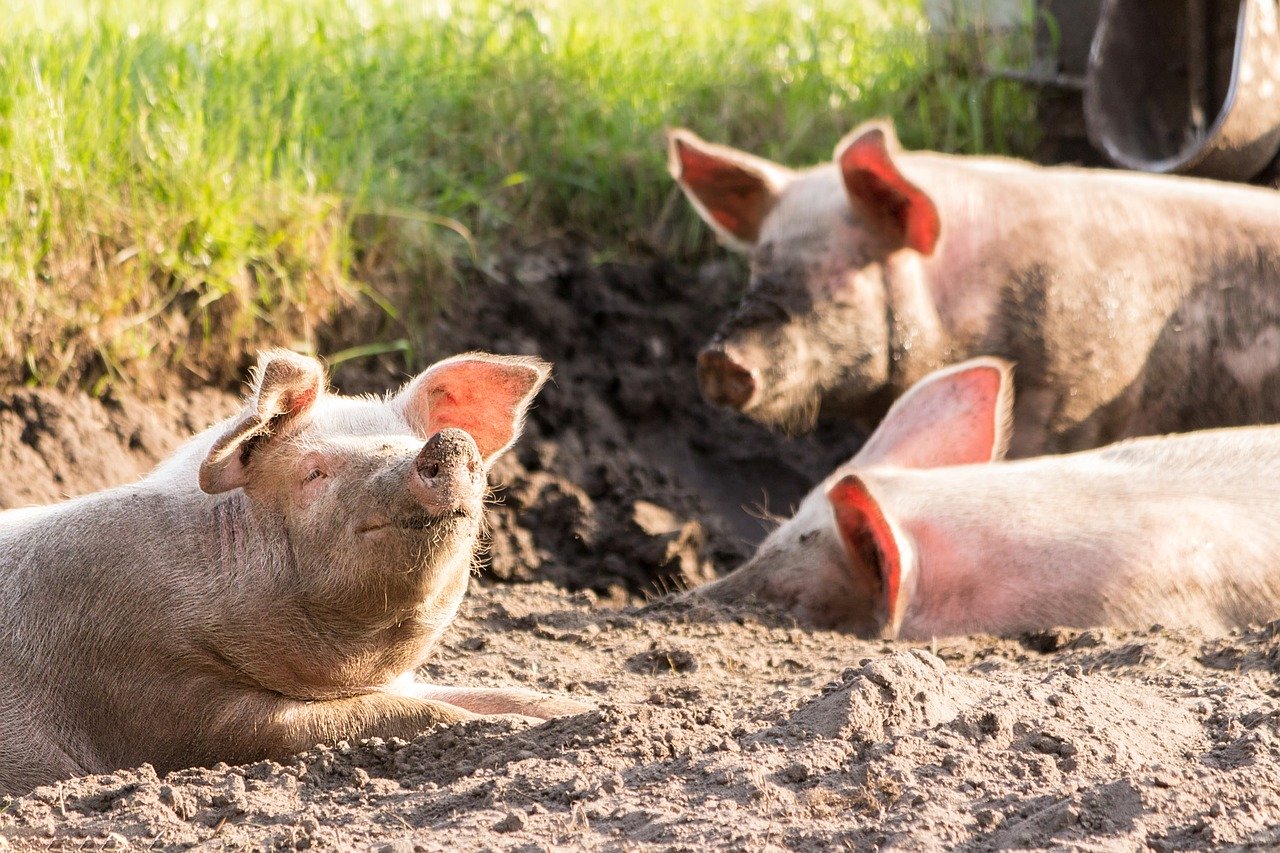 Cūku audzētājus mudina neaizmirst par biodrošību