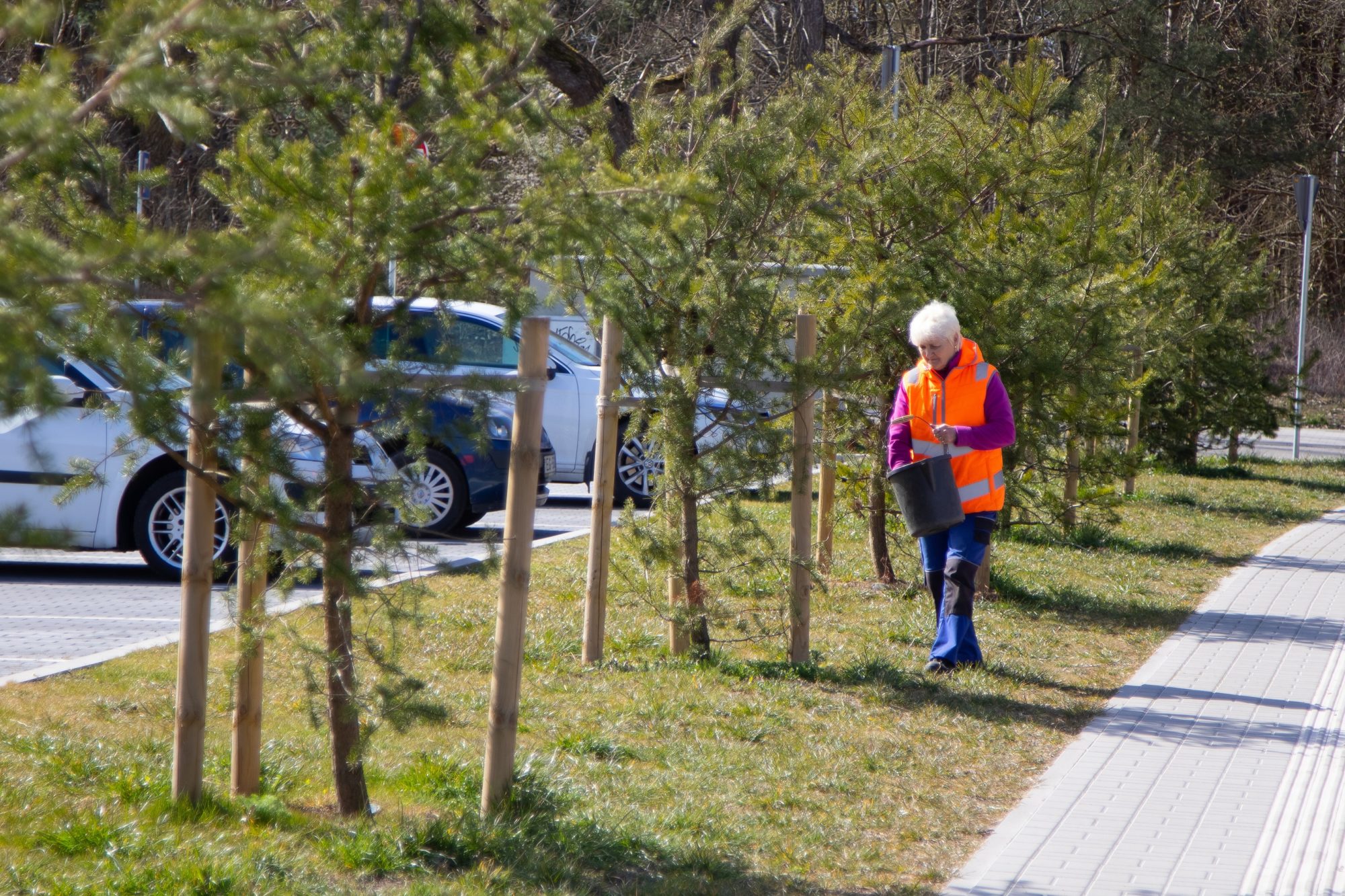 Apstādījumos atraitnītes sastādītas, pabaro jaunos kociņus