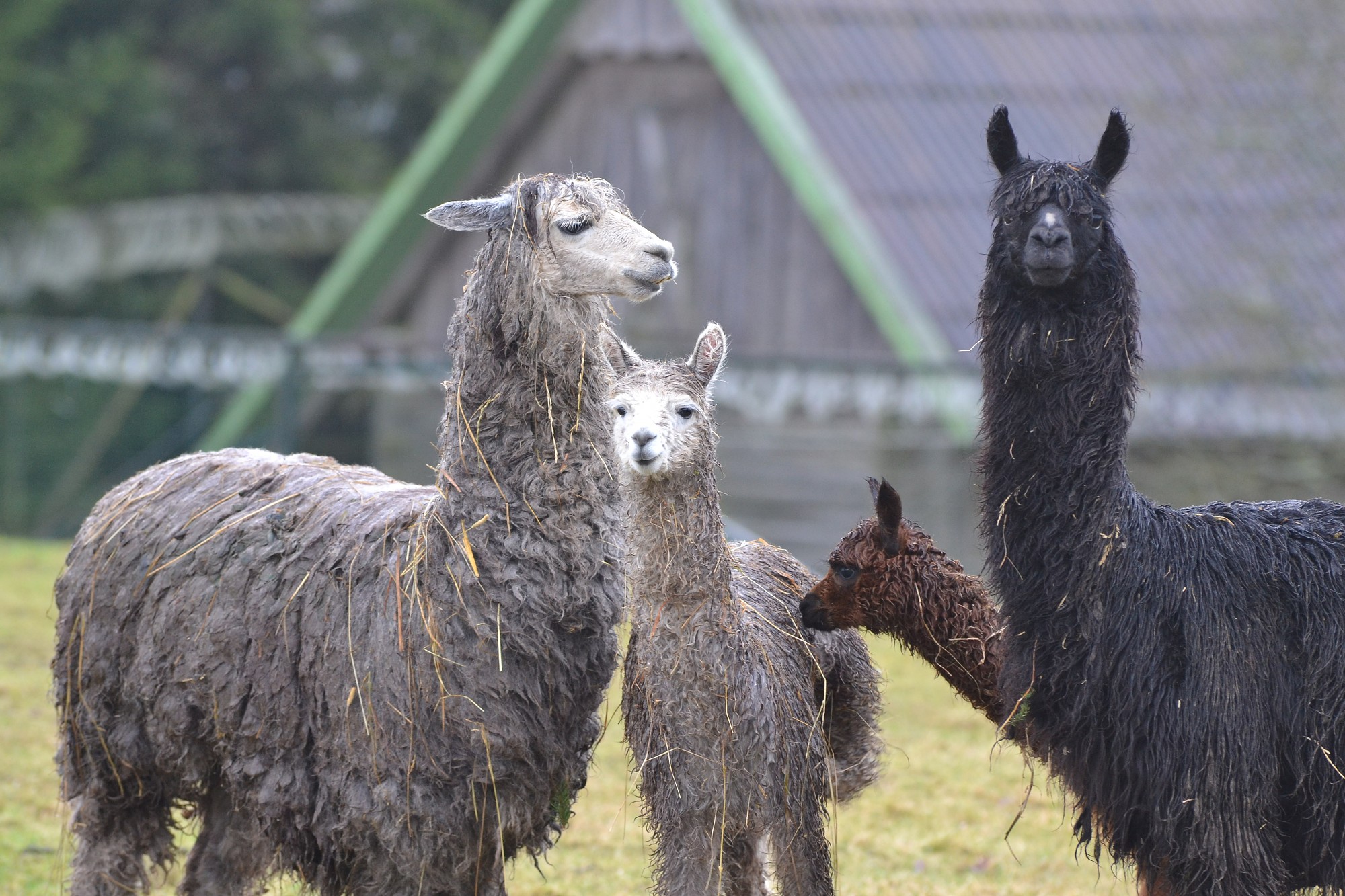 Atkal atvērtajā zoodārzā Kalvenē apmeklētājus gaida vairāku sugu dzīvnieku mazuļi 