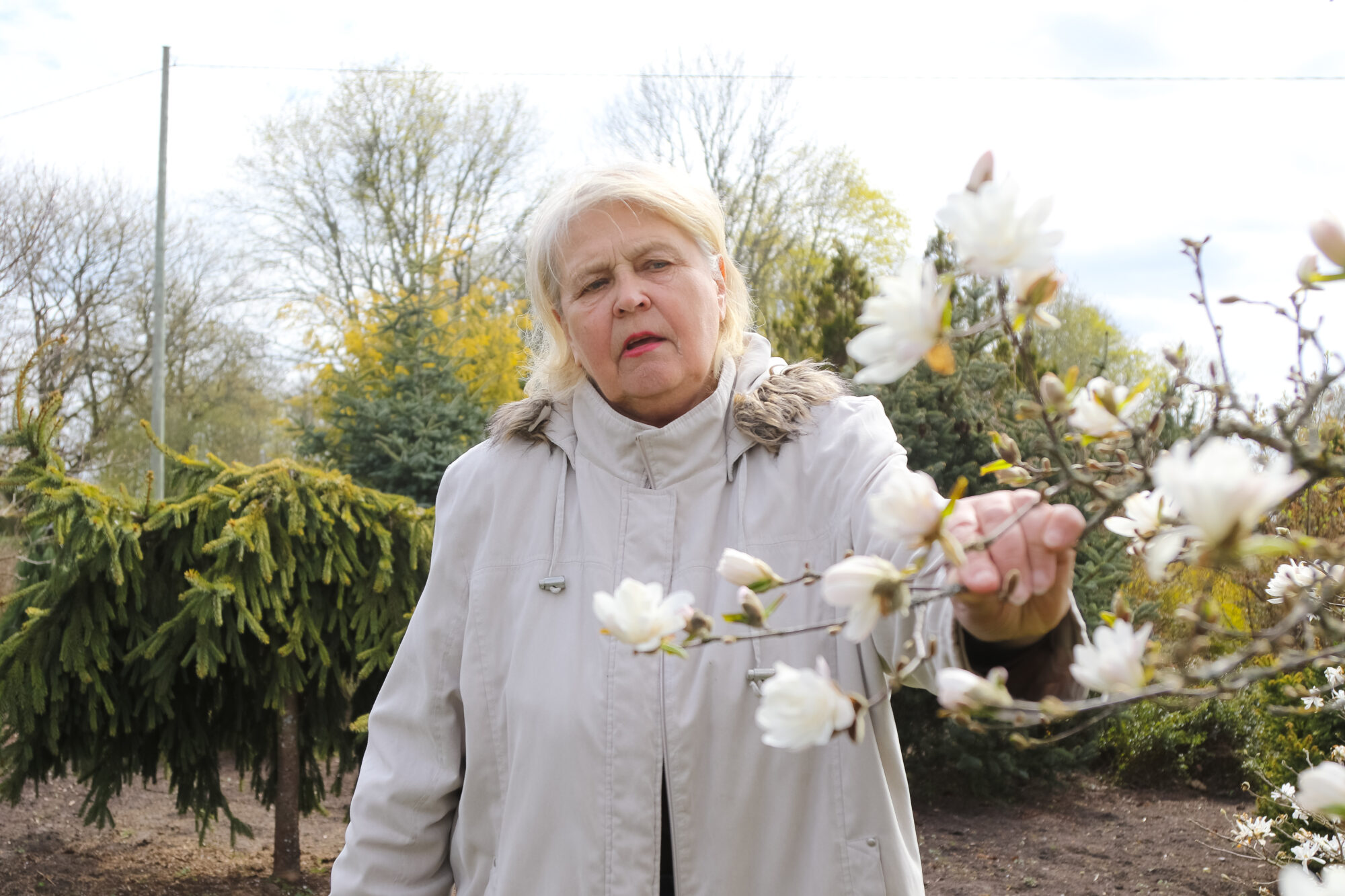 Ināras Bondares magnoliju eksotika Rucavā