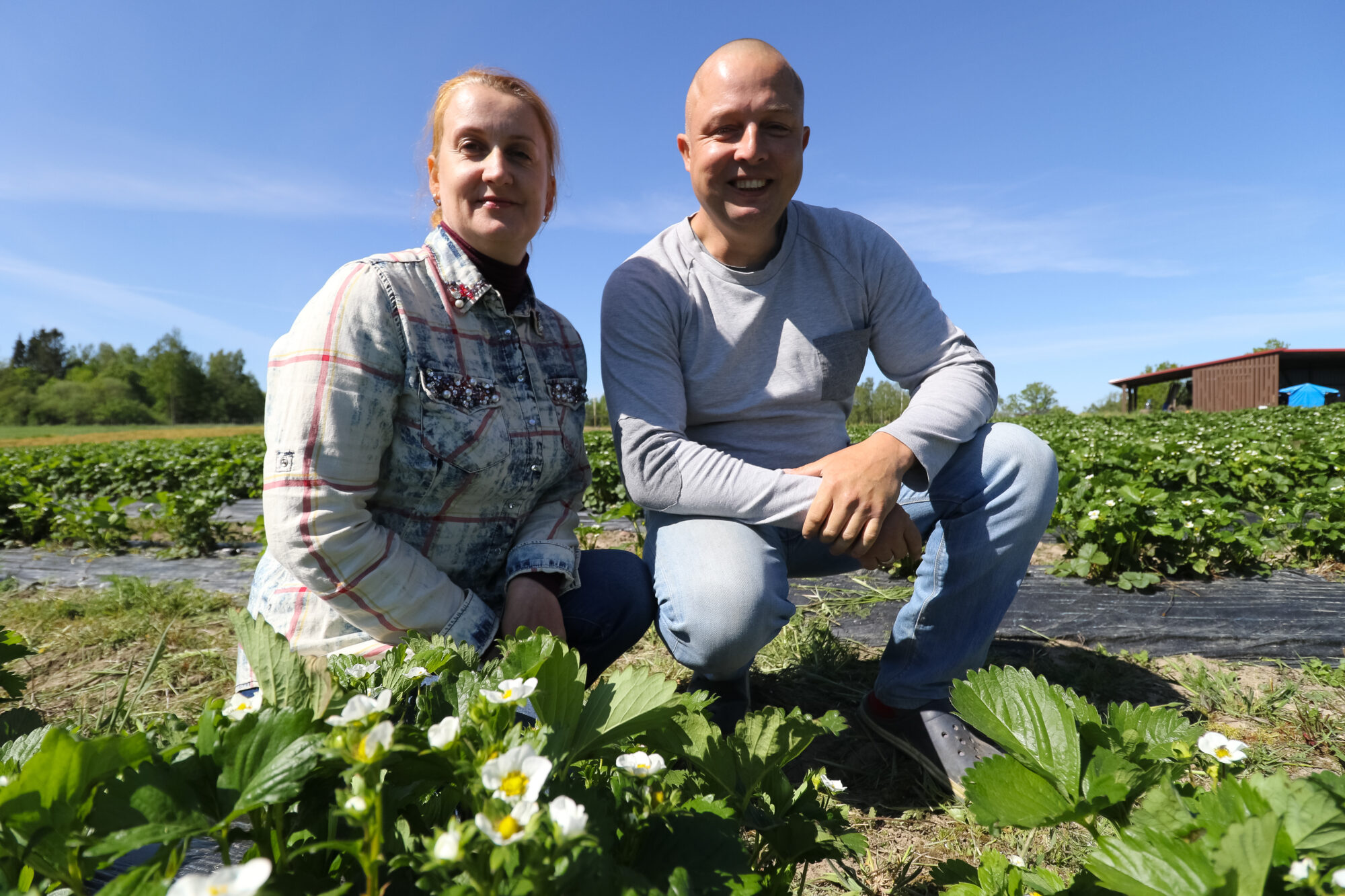 Zemeņu audzētājiem jāpaļaujas uz saviem spēkiem. Ar atklājumiem nedalās, lai nevairotu konkurenci