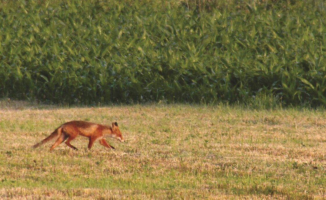 Savvaļas dzīvnieki pilsētā sastopami aizvien biežāk