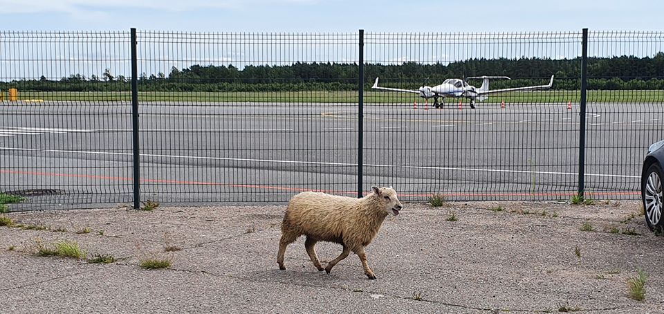 Arvien biežāk savvaļas dzīvnieki viesojas pilsētā