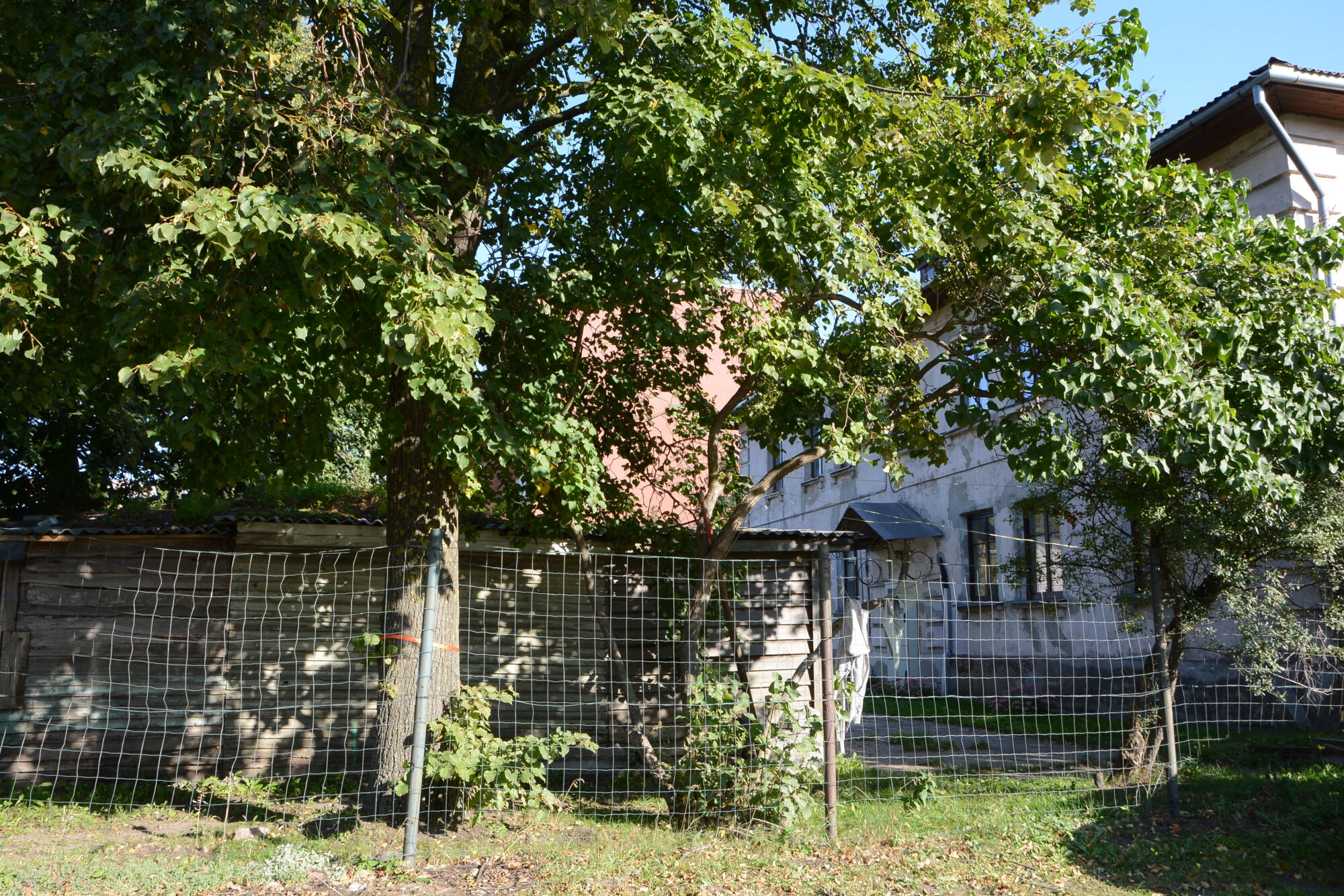 Aizsargkokus Lielgabalu ielā noteikti grib saglabāt
