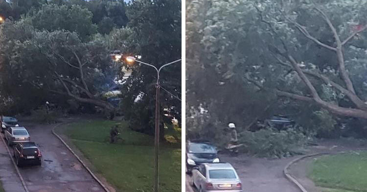 Vēja lauzts koks uzkrīt automašīnām 