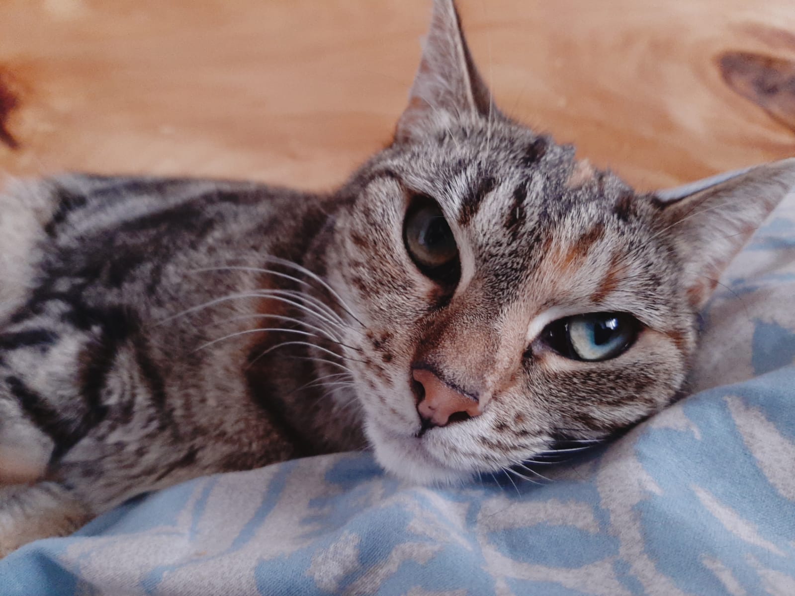 Marko un Keopatra ir labu saimnieku meklējumos