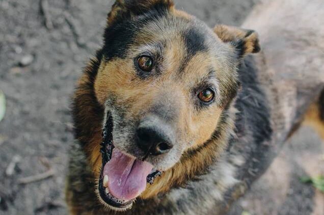 Remis un Fiļa cer Jauno gadu sagaidīt kopā ar jaunajiem saimniekiem