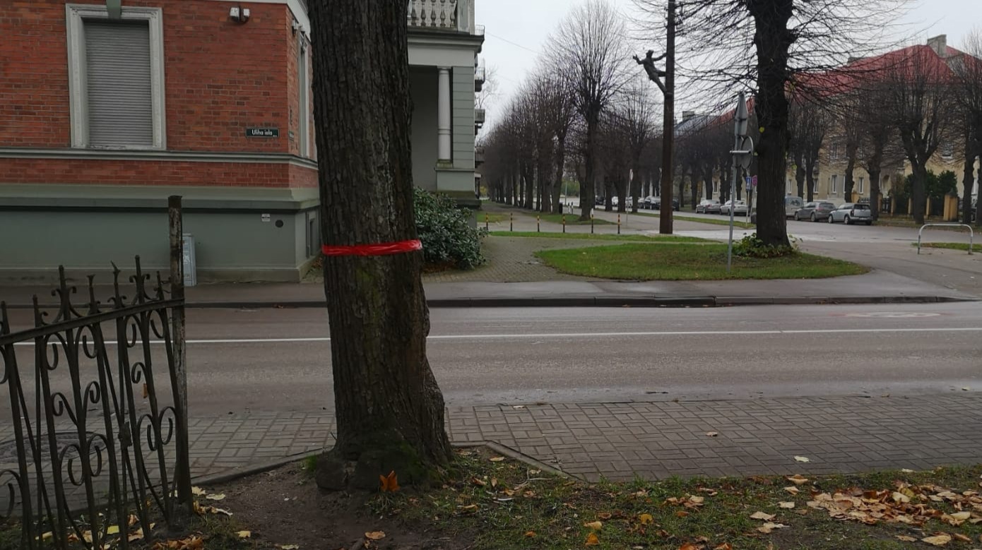 Neatļauj cirst dižkokus un kokus Kūrmājas prospektā, kas neaug būvprojekta teritorijā
