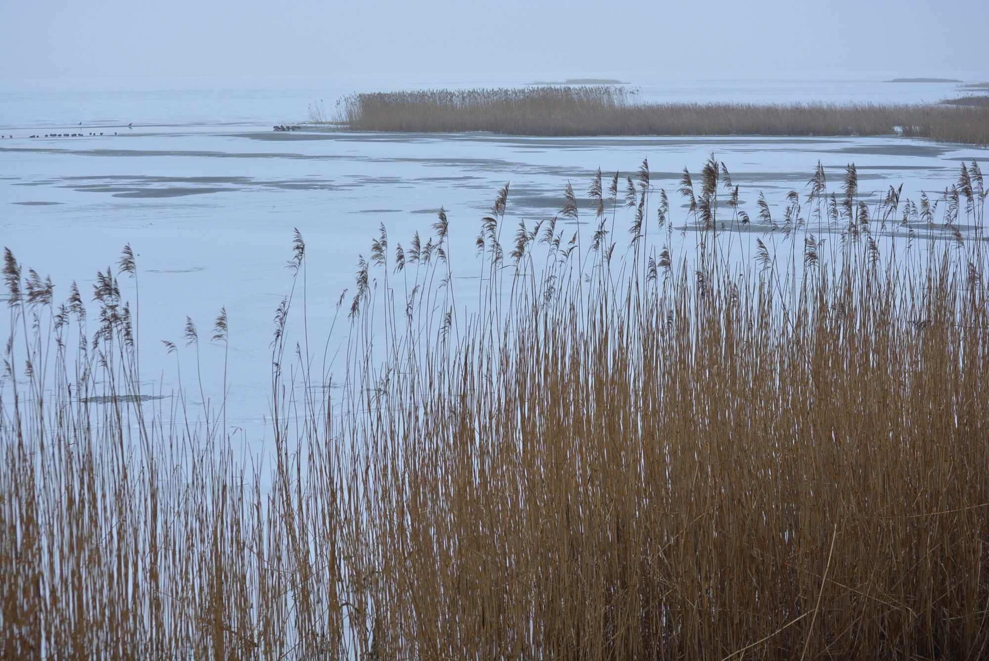 Daugavas ielā izglābj ledū ielūzušu vīrieti