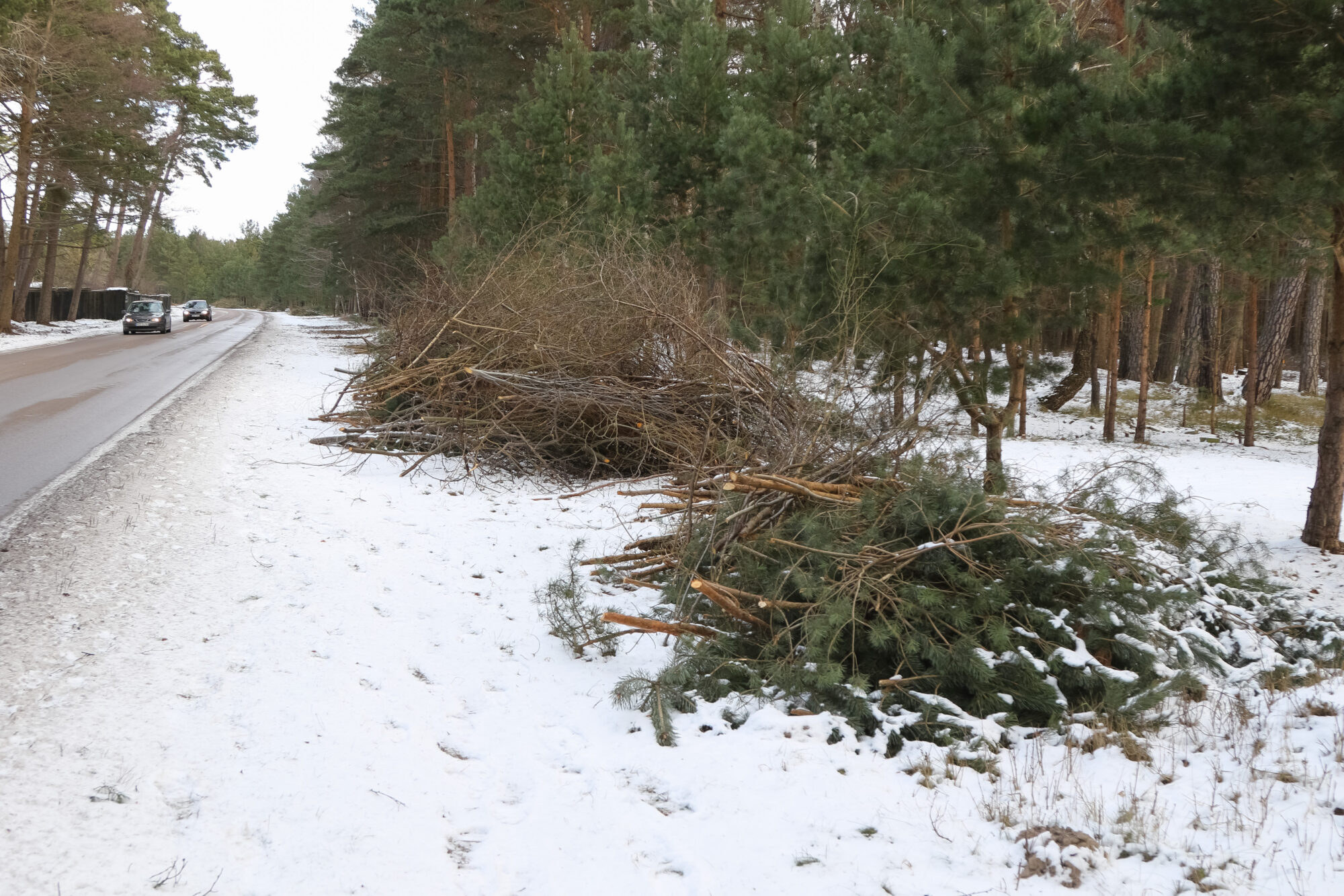 “Nodarbinātības projektiem” šogad vairāk darbaspēka. Pilsētas mežus sakops 180 pagaidu strādnieki