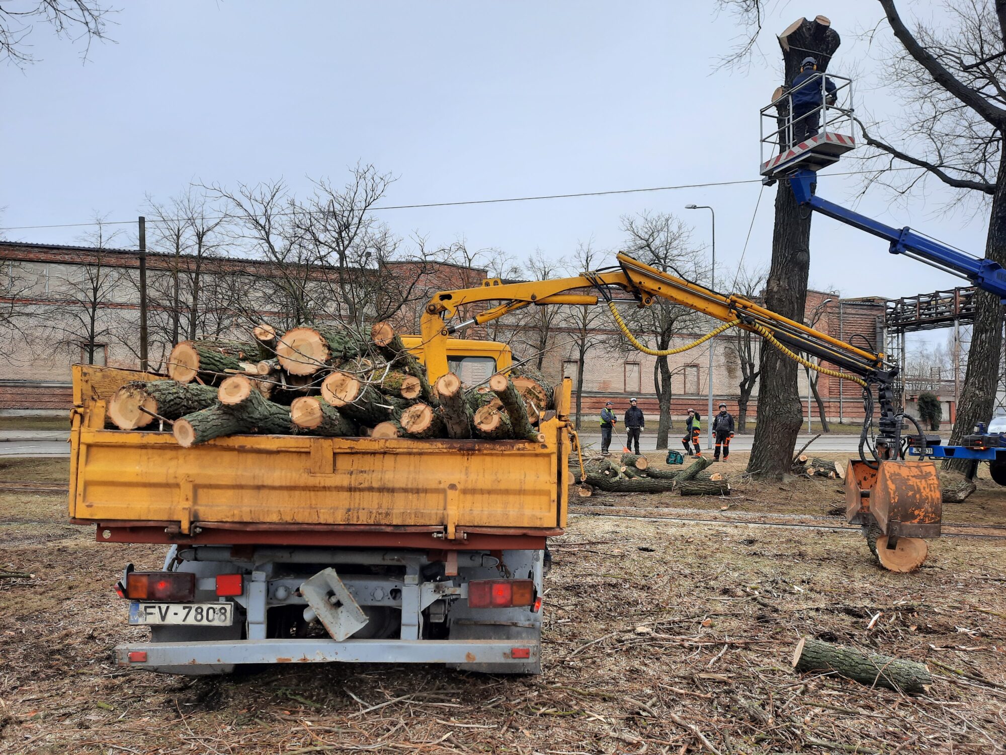 No bojātiem kokiem pilsētā  atvadās