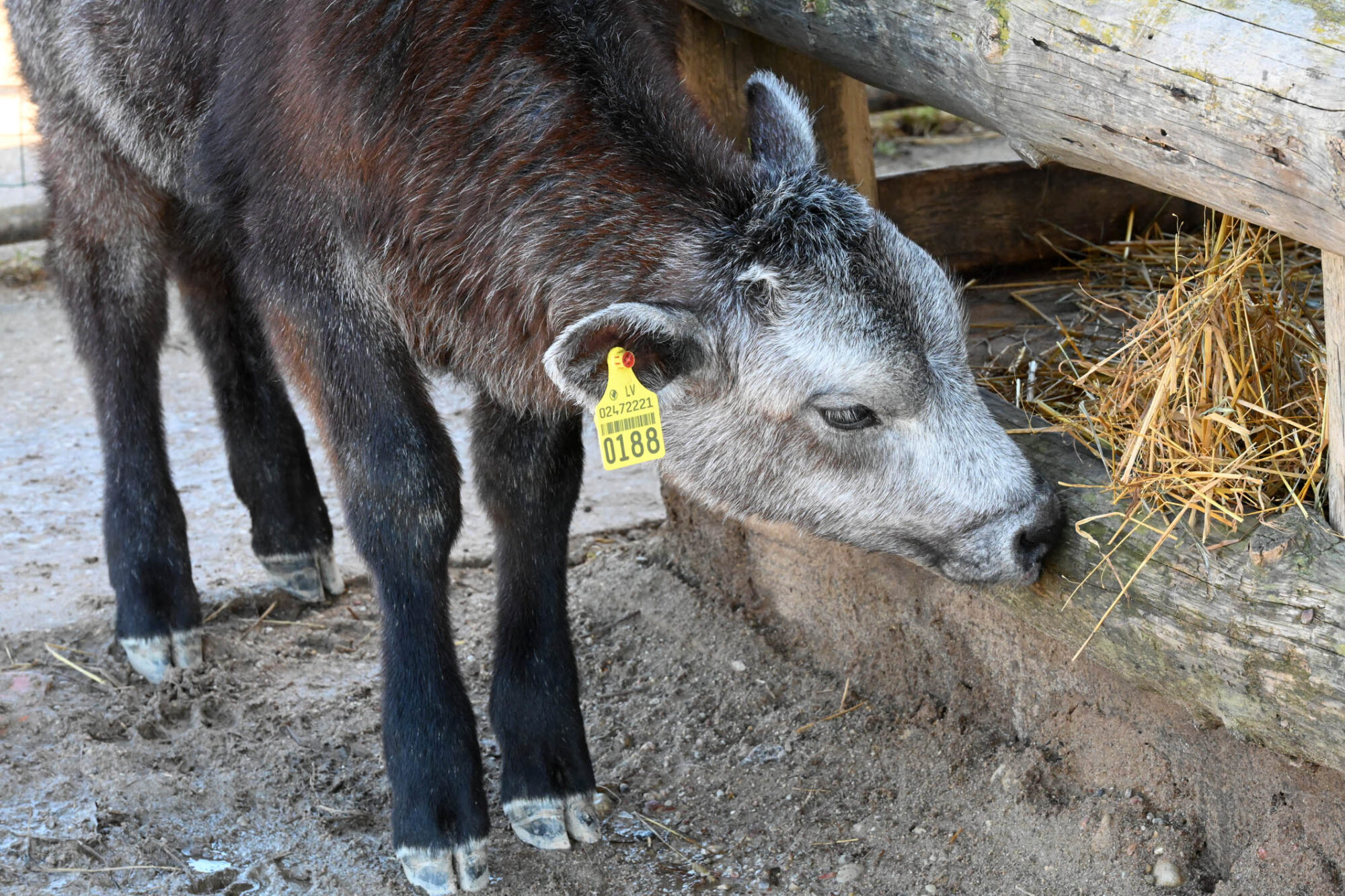 Kalvenes zoodārza “Cīruļi” saimē vairāki mazuļi