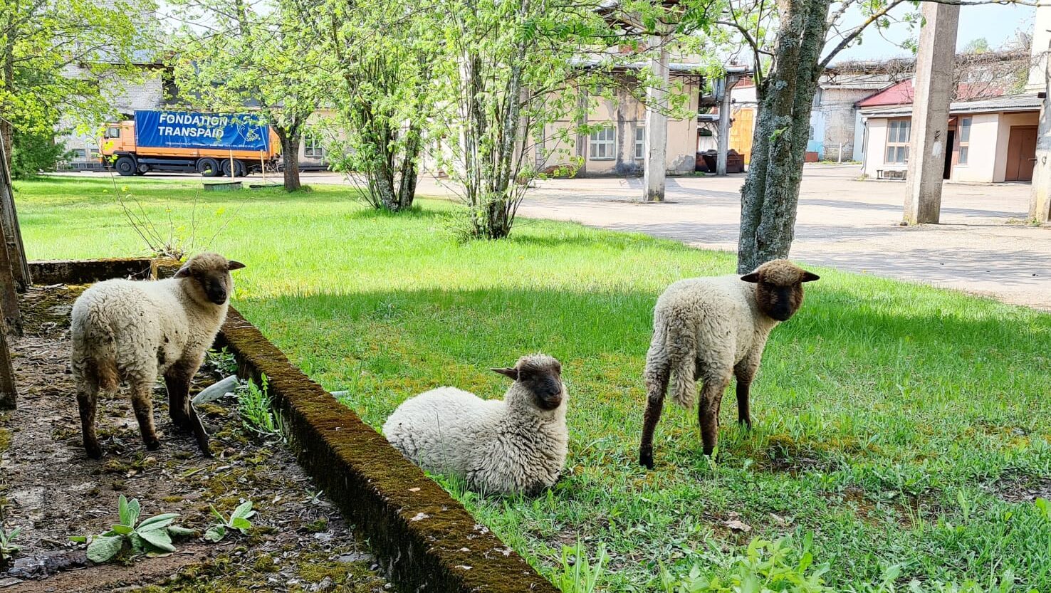 Uz vasaru aizņemas dabīgos zāles pļāvējus. Trīs melngalvaini auni rūpēsies par uzņēmuma “Kurzemes atslēga” teritorijas  sakopšanu