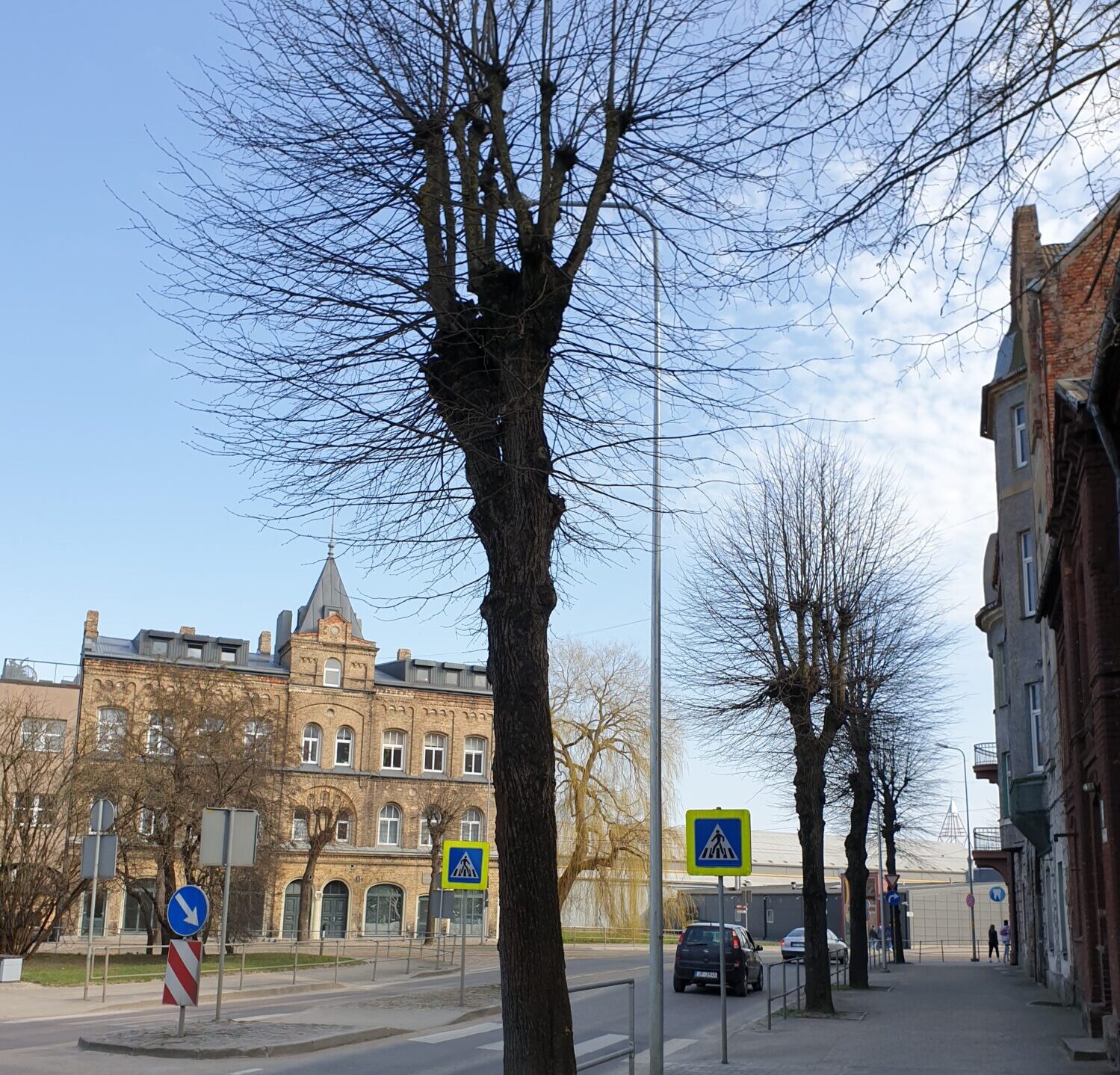Aicina apspriest liepas ciršanu Raiņa ielā