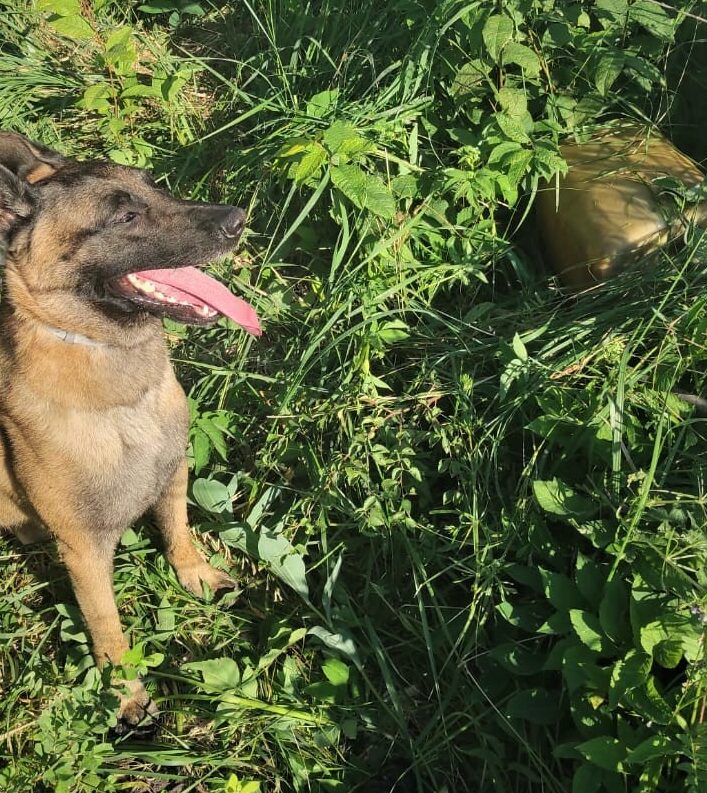 Kinologs ar suni Marko atrod degvielas zagli Dubeņos