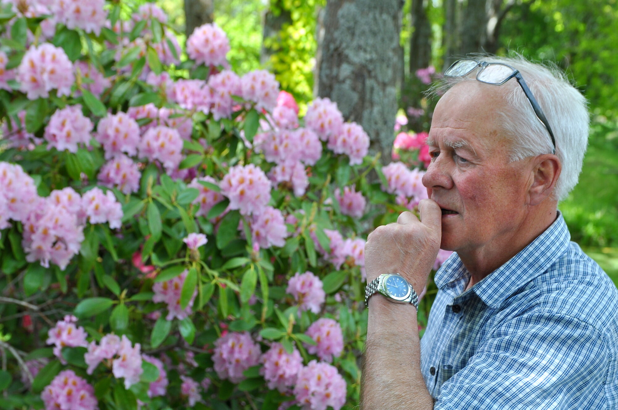 Rododendri – dabas brīnums piejūras klimatā