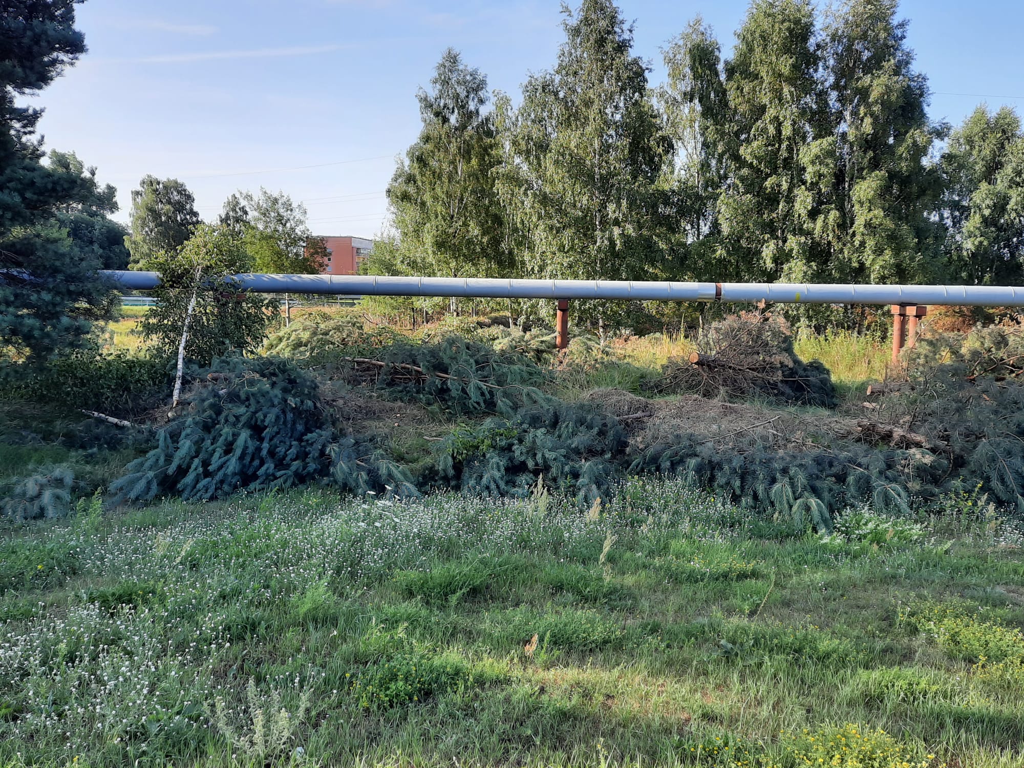 Priedītes Pulvera ielā izcirstas, lai sakārtotu motobraucēju treniņu vietu