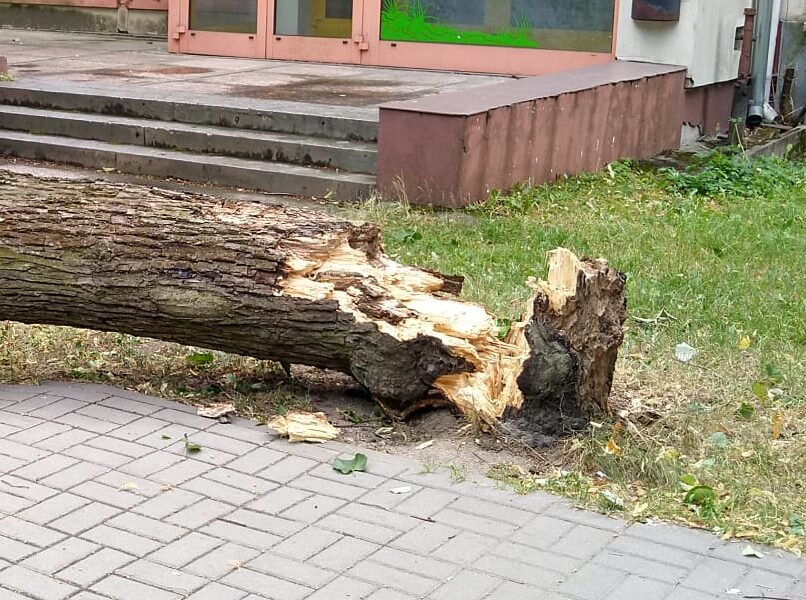 Liepājā daudz izsaukumu par vējā nolauztiem kokiem; Vēja ātrums sasniedzis 24 m/s