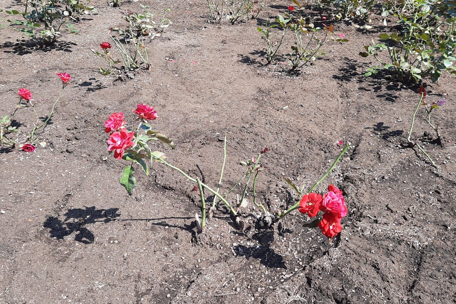 Rozes Rožu laukumā cietušas no miltrasas un rūsas
