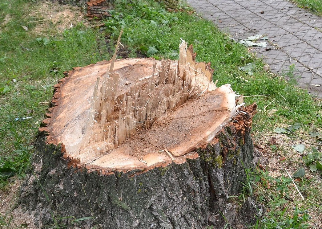 Likvidē vēja postījumus
