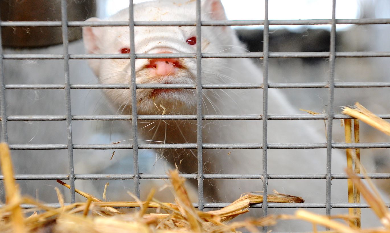 Zvēraudzētavā “Ceļmalnieki” ūdeles nokauj, plāns nav iesniegts