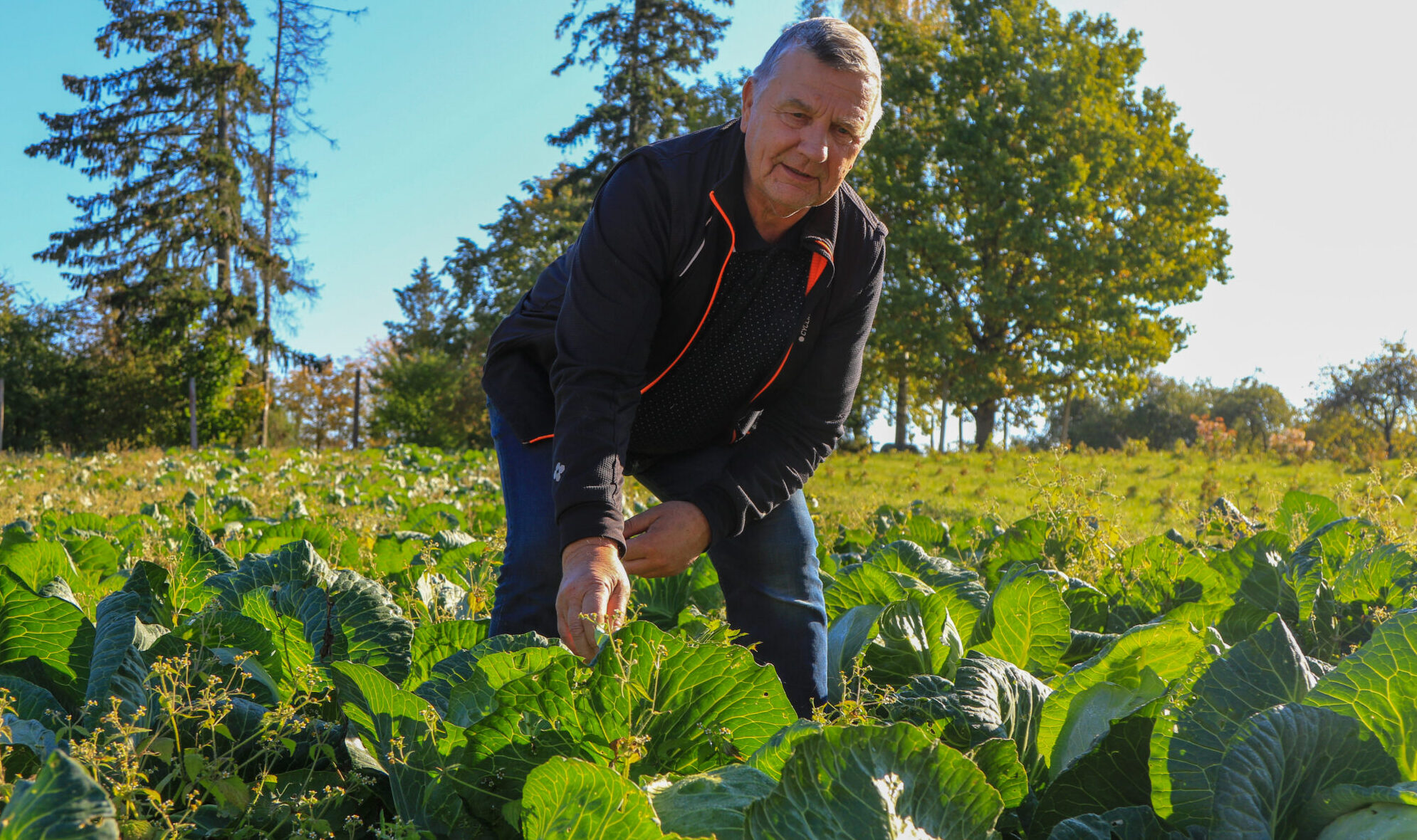 Lauka dārzeņi – beidzot cieņā un arī cenā