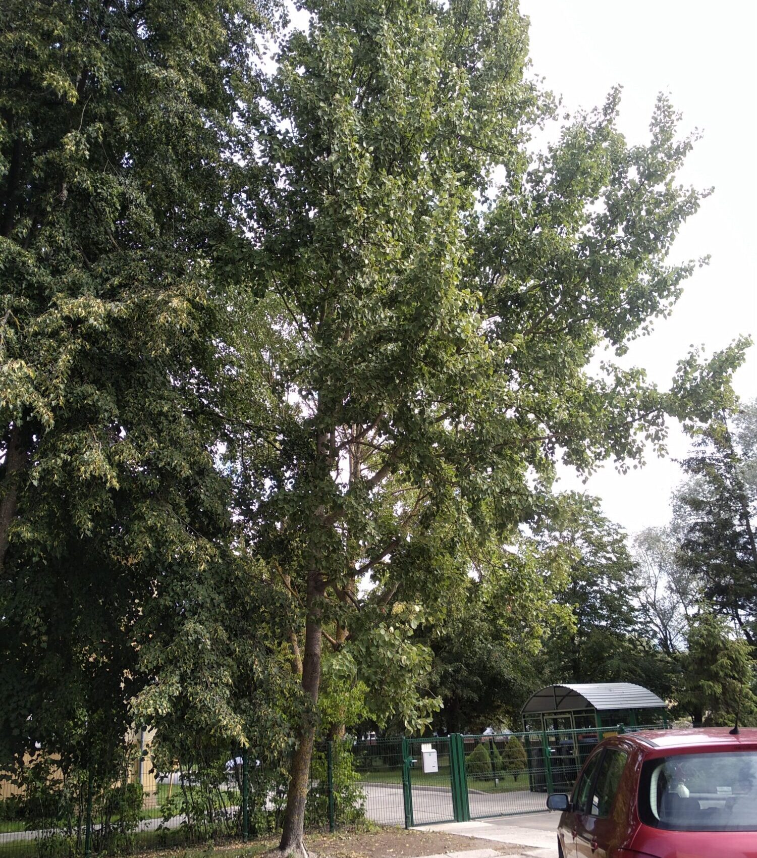 Atļauj cirst divus kokus Sakņu ielā