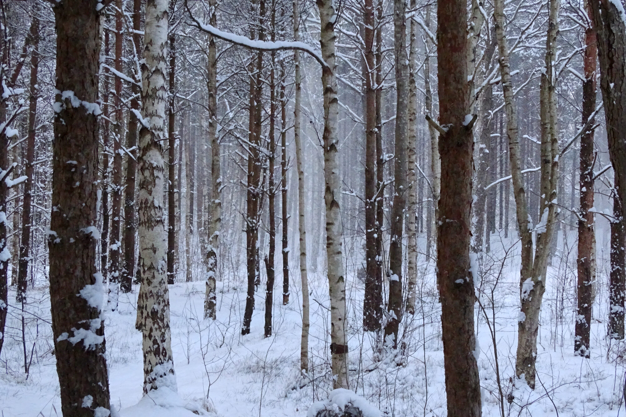 Aizvadītais mēnesis Latvijā – aukstākais decembris kopš 2012.gada