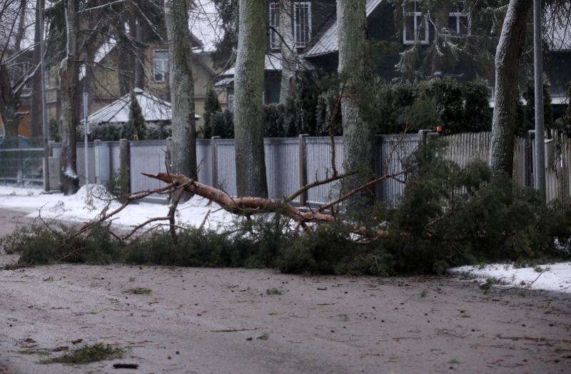 Uzkrītot vēja nolauztam zaram, Jūrmalā gājusi bojā sieviete