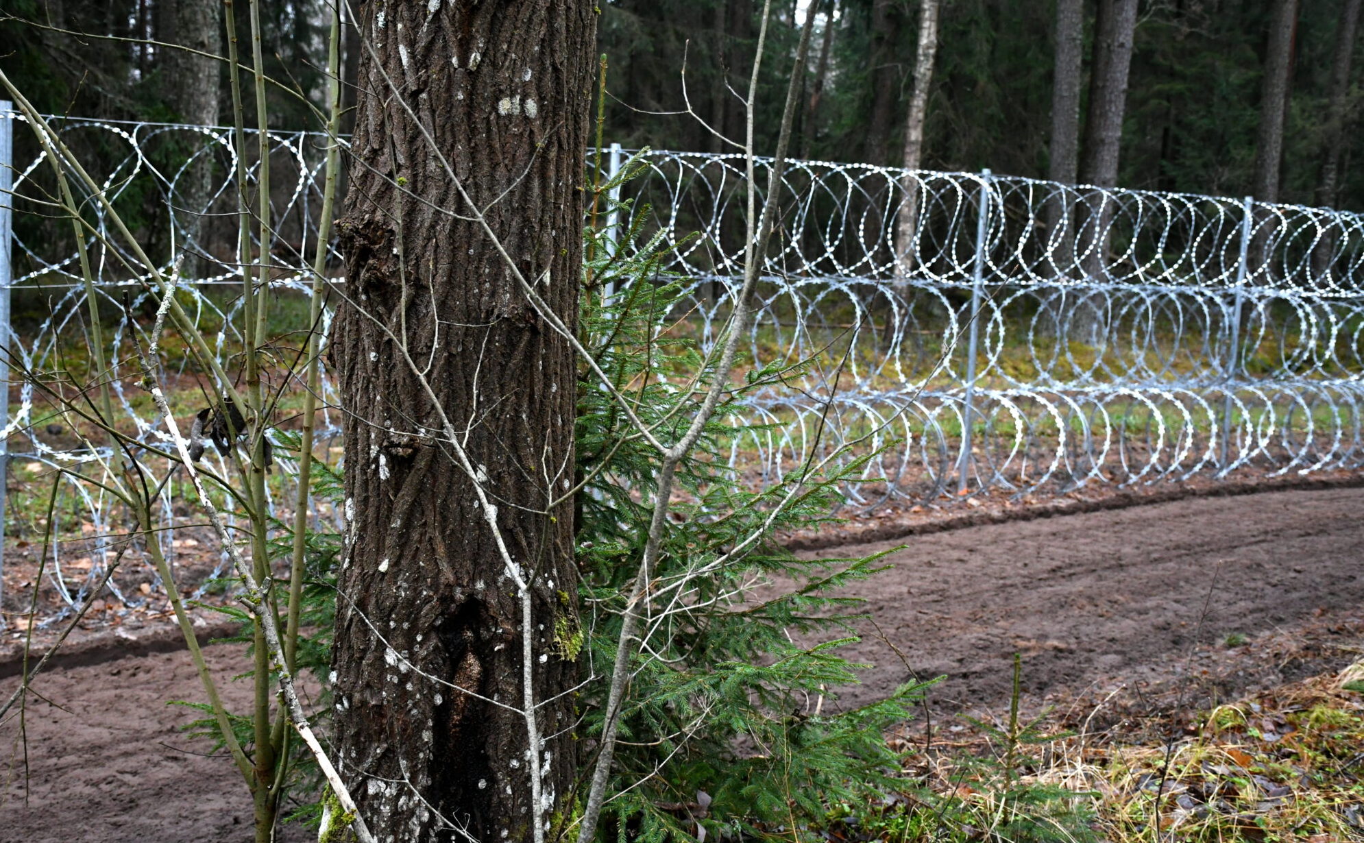 Aizvadītajā diennaktī novērsti 82 nelegālo migrantu mēģinājumi šķērsot Latvijas-Baltkrievijas robežu