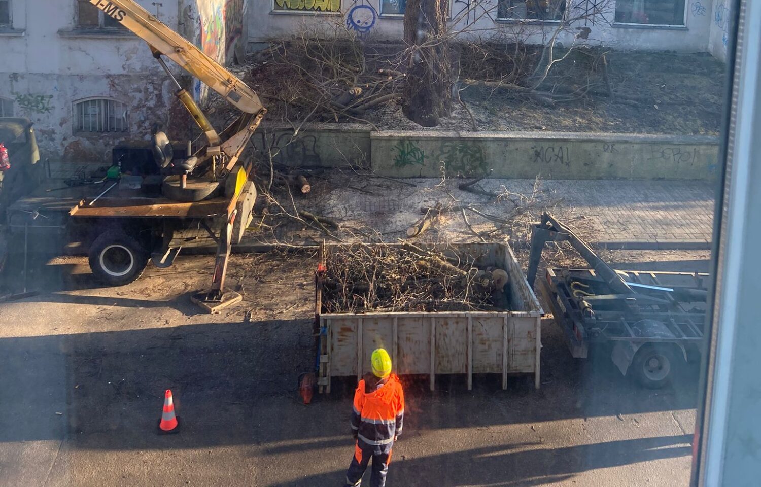 Avotu ielā nozāģē četrus satrupējušus kokus, kas apdraud apkārtējo drošību