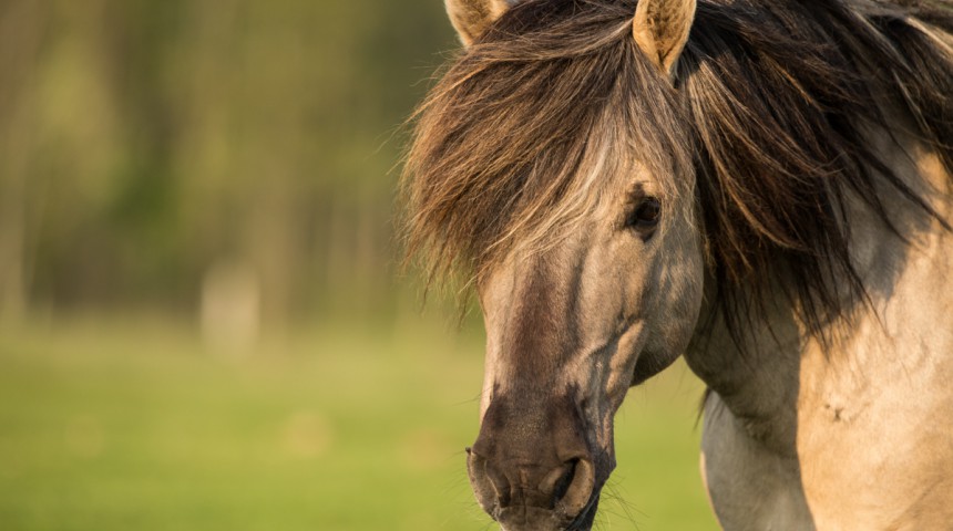 Kritušie dzīvnieki var palikt ganībās