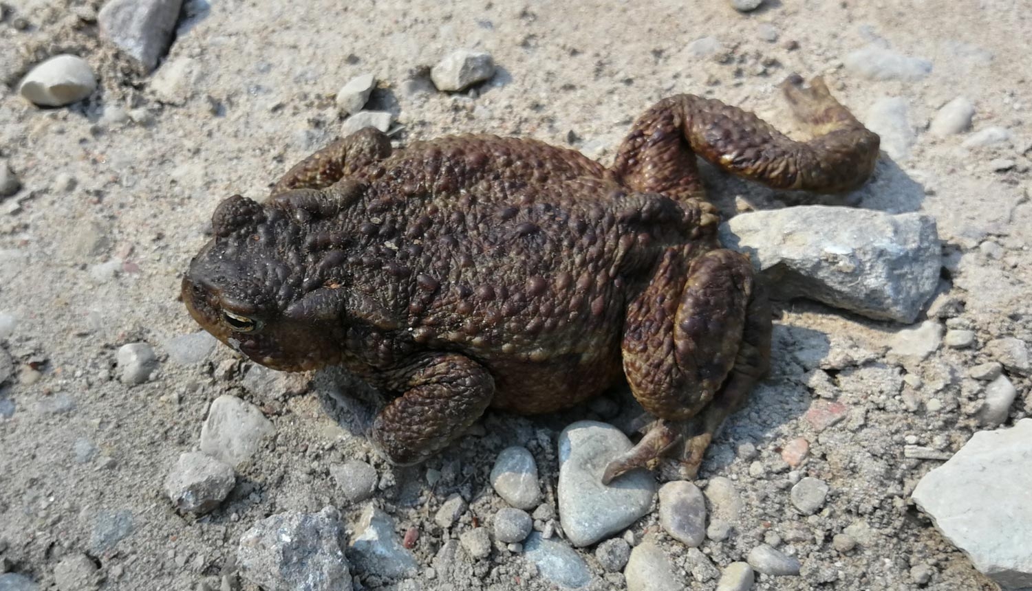 Liepājniekus aicina pieteikties krupju glābšanas patruļām pie Tosmares ezera