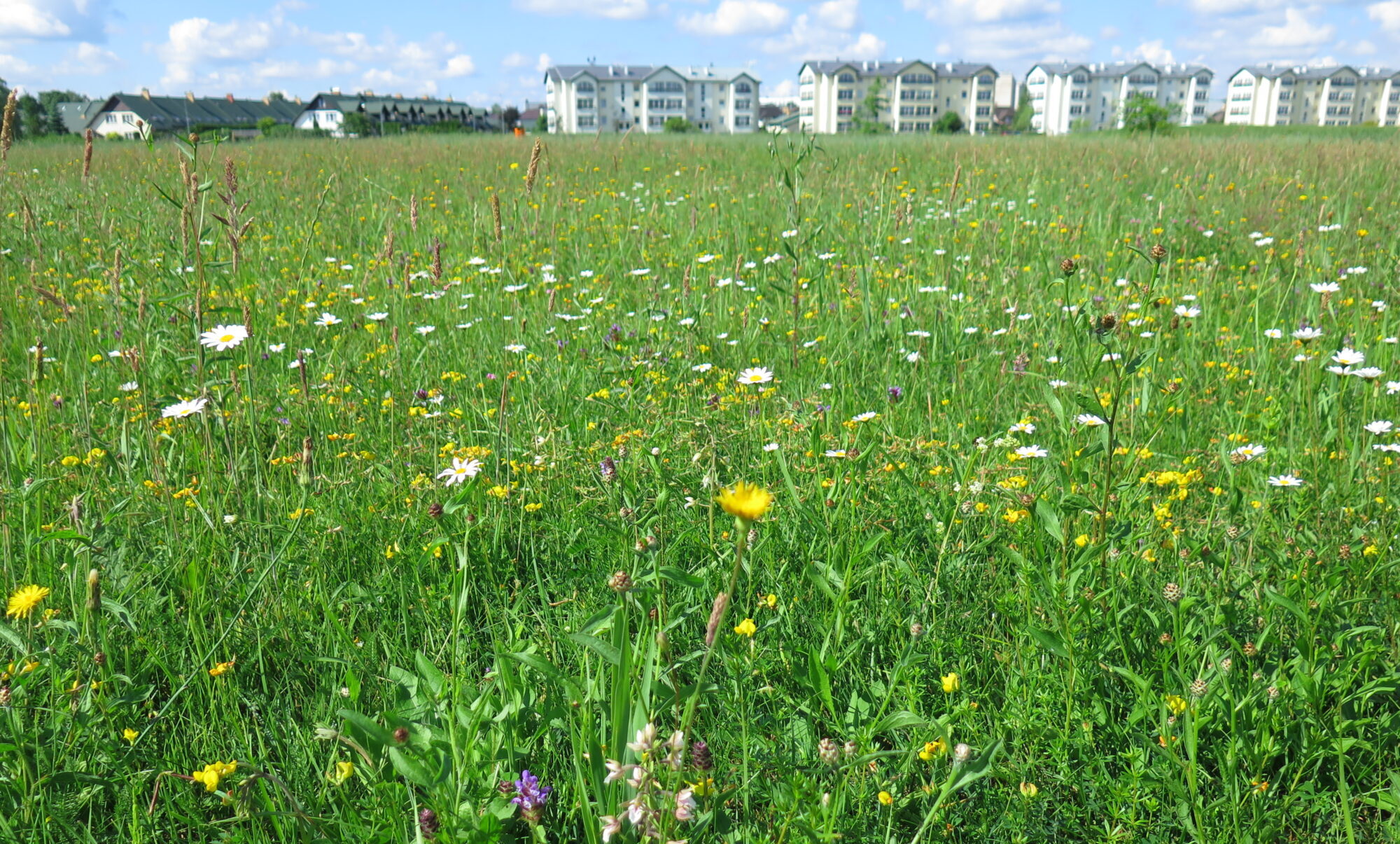 Dabai ir vieta arī pilsētā