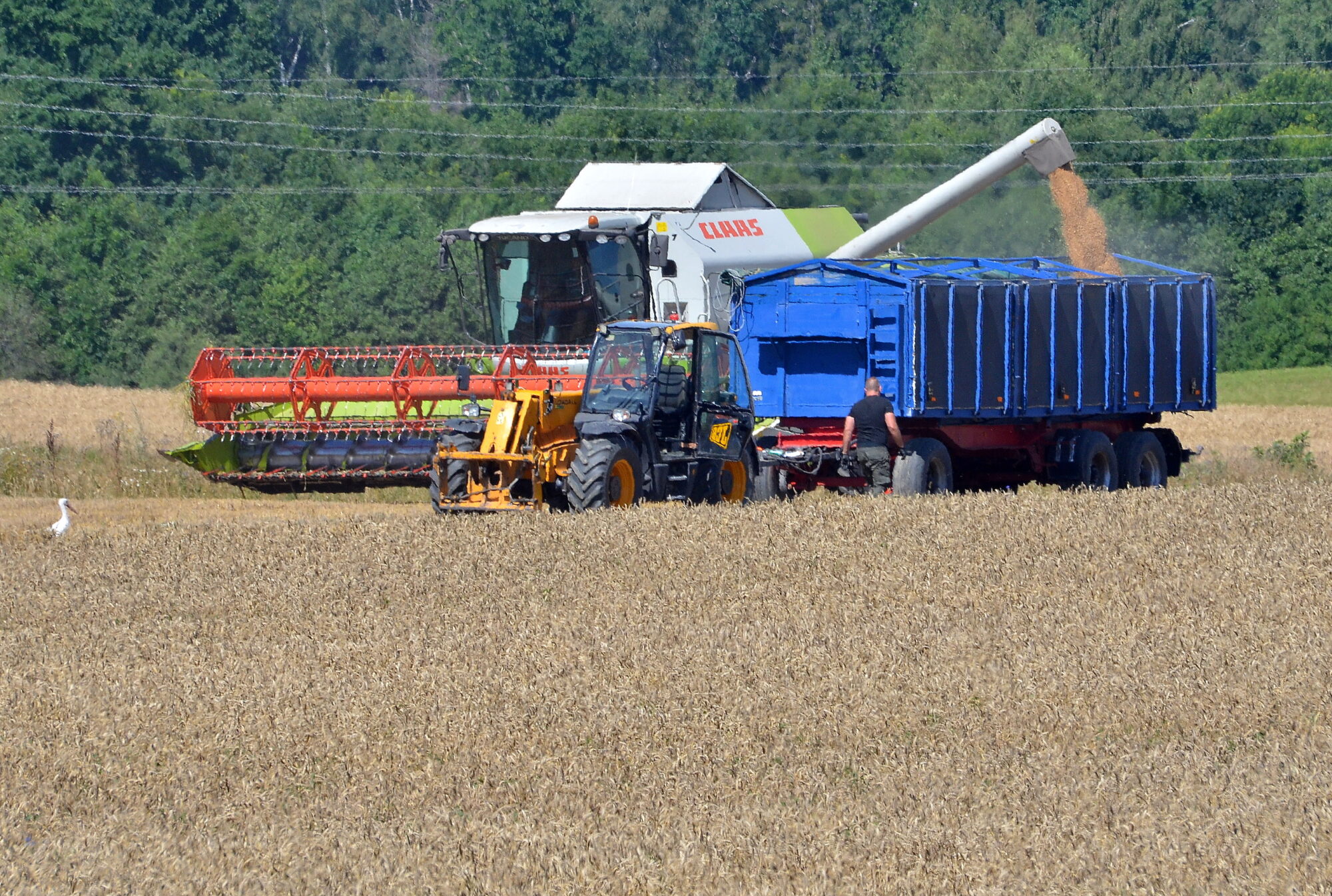Laikapstākļi lutinājuši, graudi būs labi
