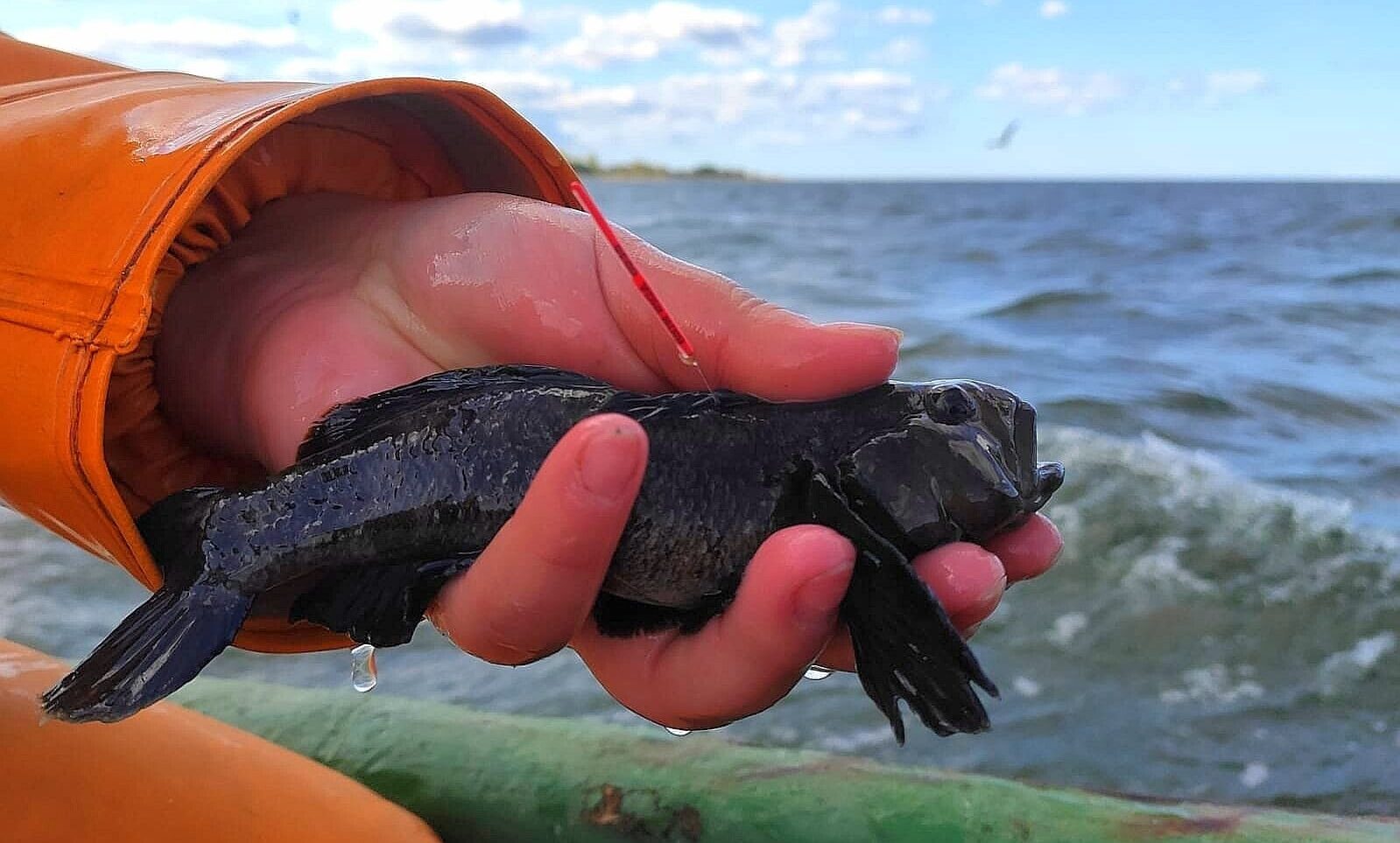 Apaļais jūrasgrundulis kā iespēja