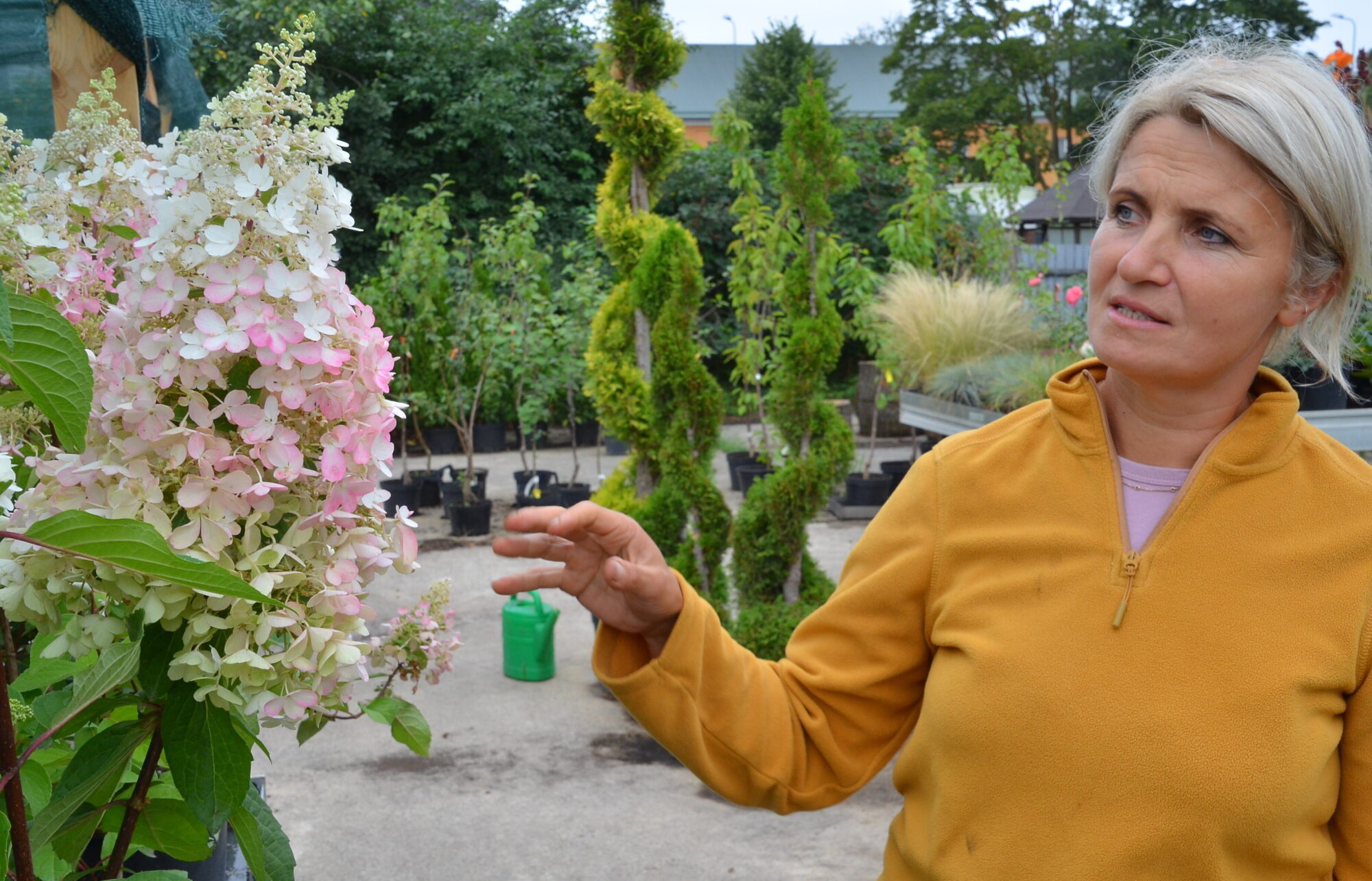 Hortenzijas – ziedu kupena, kas pati pārkrāsojas