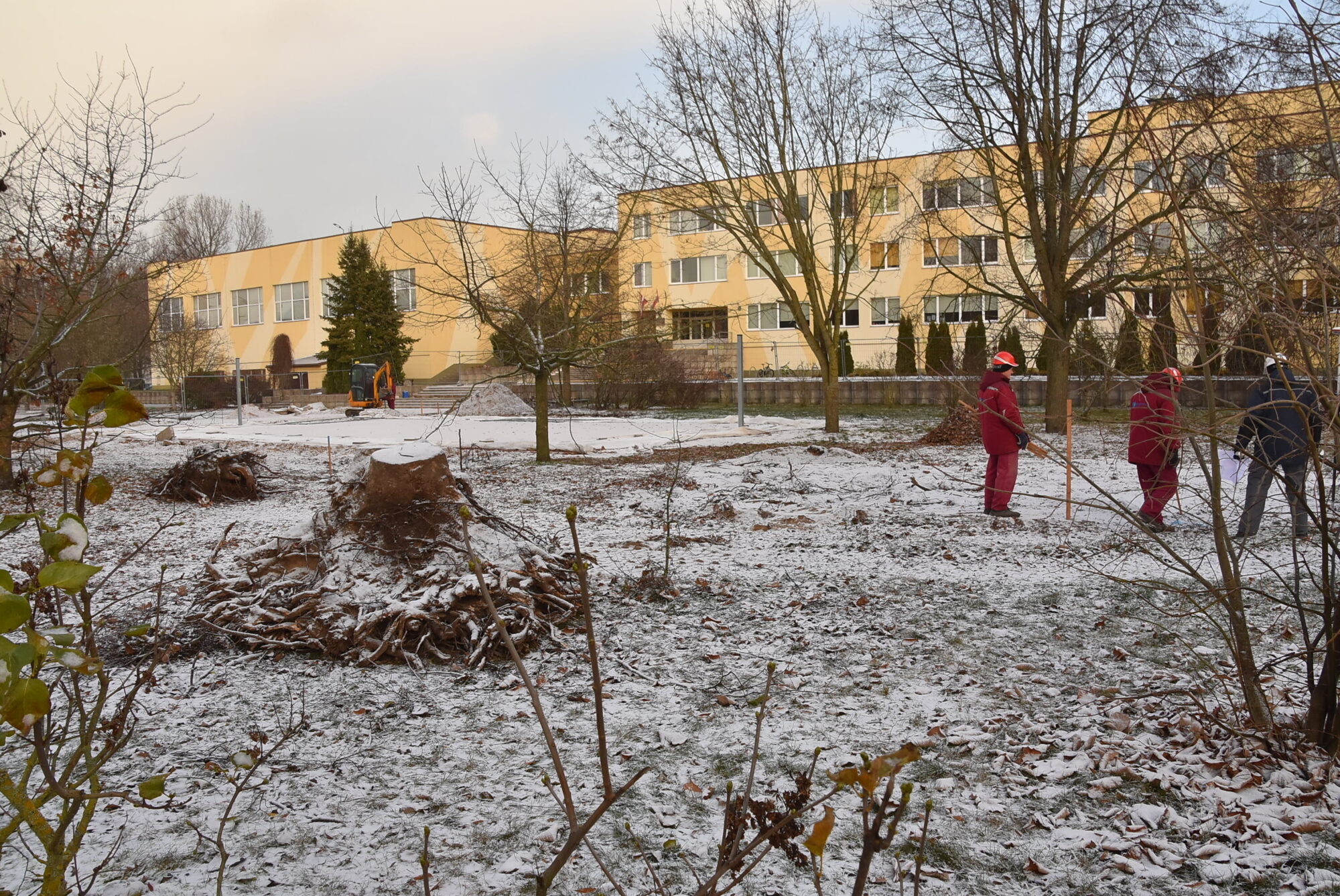 Labiekārtojot 8. vidusskolas apkārtni, nozāģē četrus kokus