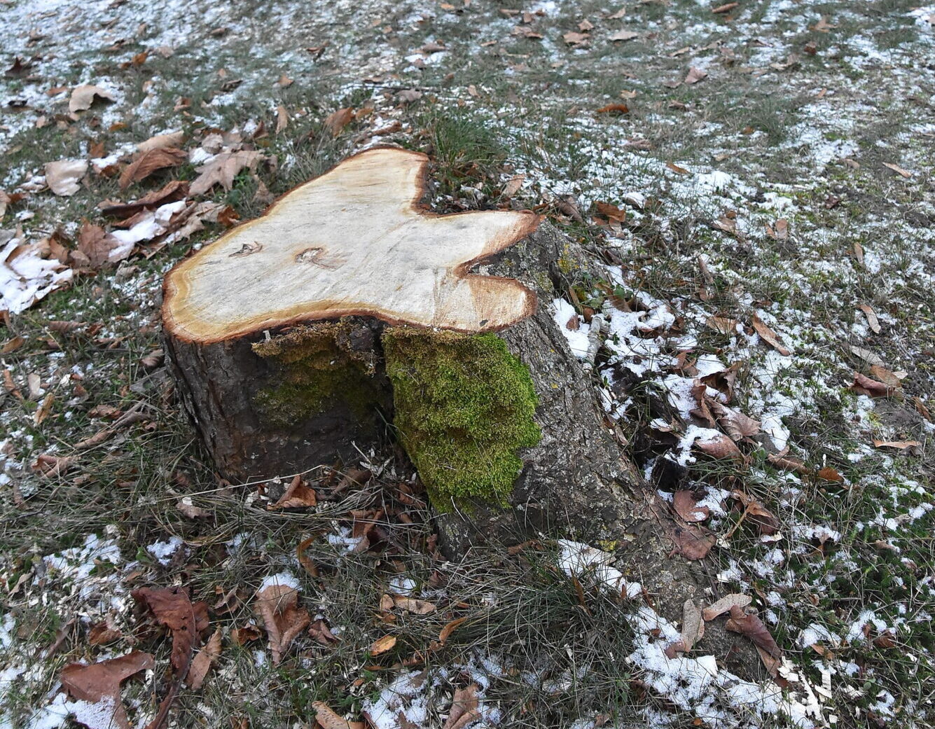 Kastaņa lūstot varēja sabojāt kapu kopiņas