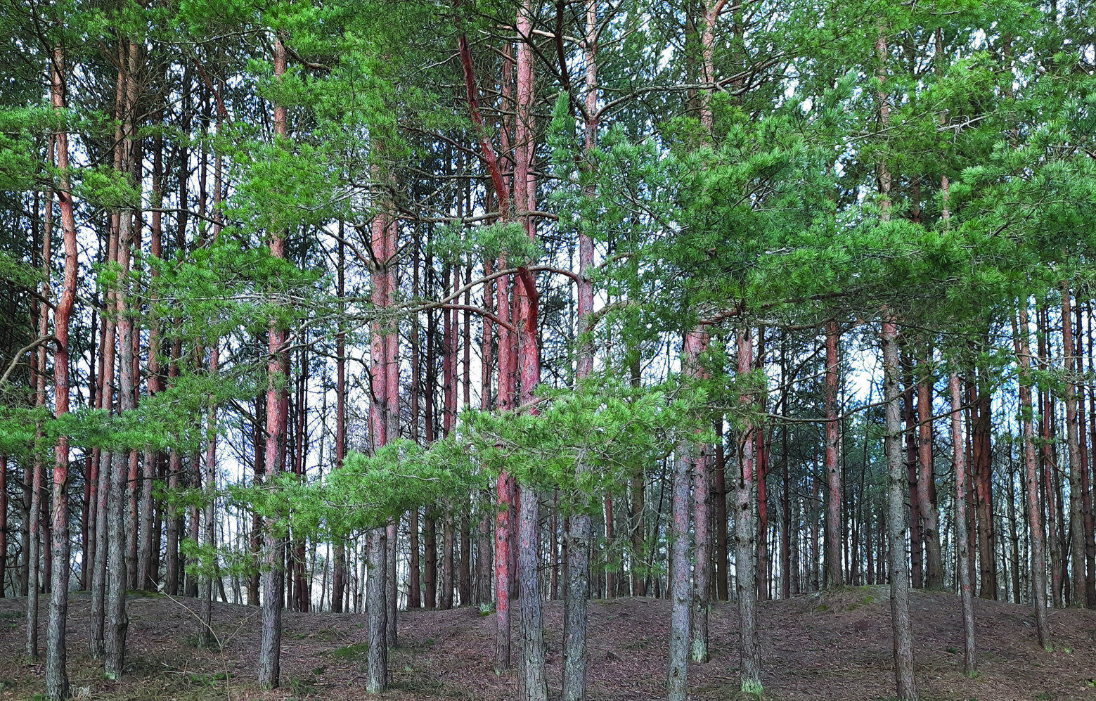 Atvieglos nosacījumus īpašnieku darbībām piekrastes kāpu aizsargjoslā
