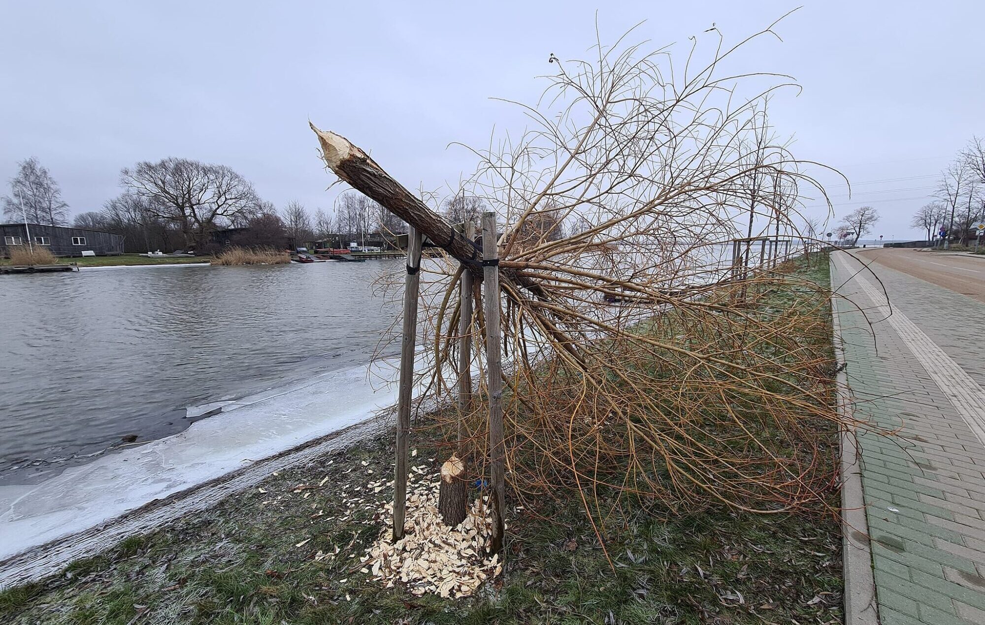 Bebriem neļaus uzdzīvot Vecajā ostmalā