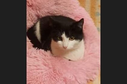 Luna meklē mīļus un iejūtīgus saimniekus