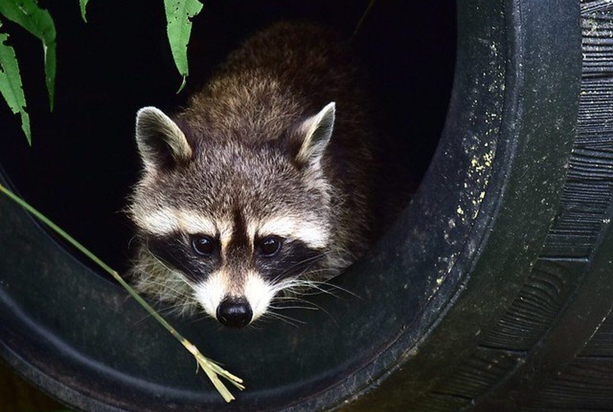 Glābēji Lazaretes ielā Liepājā no akas izvelk ārā jenotu