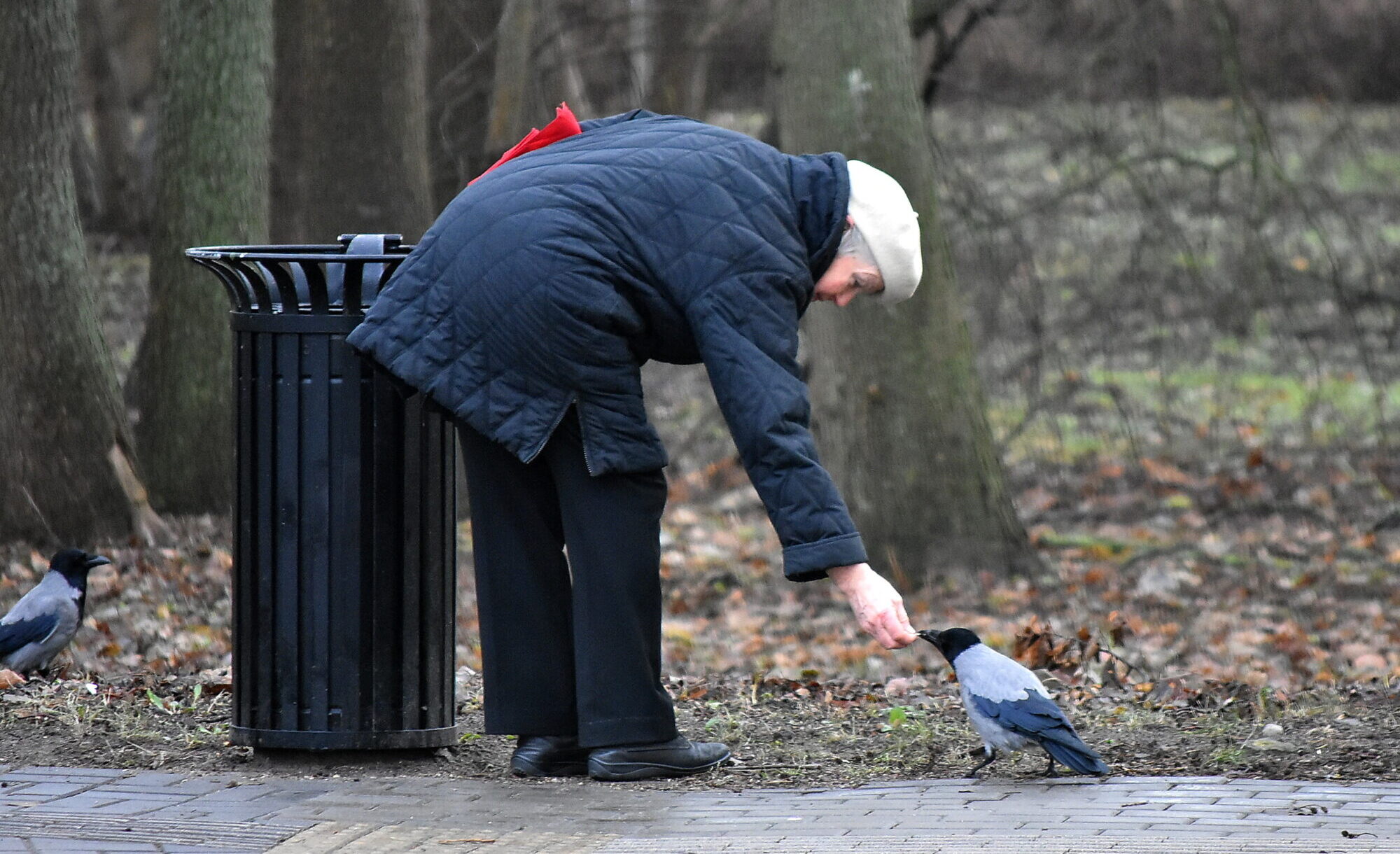 Neparasta draudzība Jūrmalas parkā – sieviete jau vairākus gadus baro vienu un to pašu vārnu
