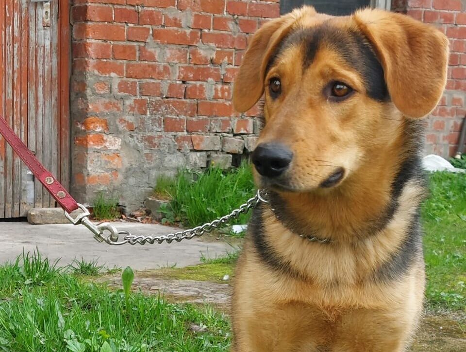 Riko ilgojas pēc labām mājām