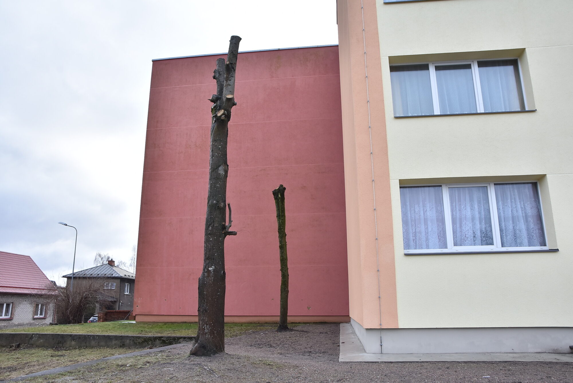 Aizliegts pašrocīgi apzāģēt kokus, bet sodīt nav ko
