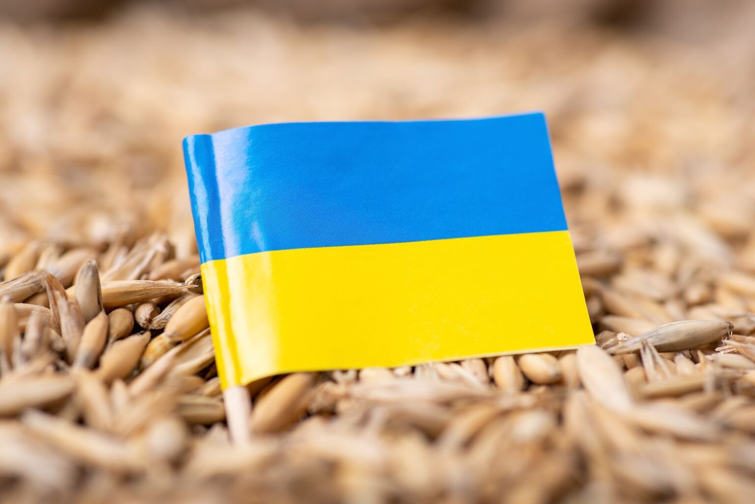 Arī Slovākija aizliedz Ukrainas labības ievešanu
