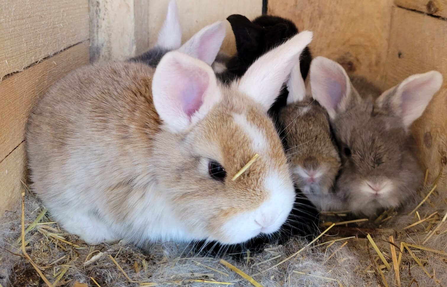 Liepājas Latviešu biedrības nams aicina uz sarīkojumu visai ģimenei “Zaķim šodien Liela diena!”