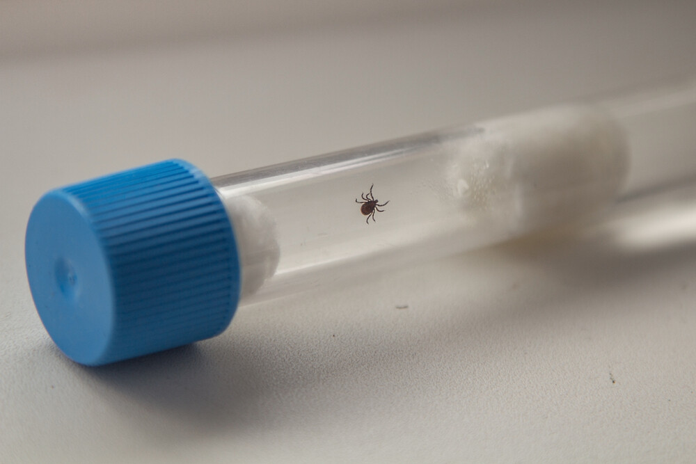 No 177 “Centrālajā laboratorijā” šogad pārbaudītajām ērcēm 64 bijušas inficētas ar kādas slimības ierosinātāju